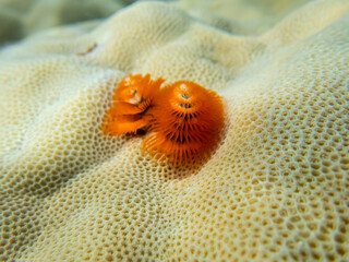 Bright Spirobranchus giganteus in a Red Sea coral reef