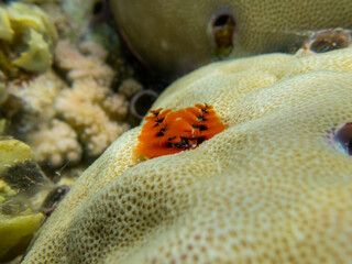 Bright Spirobranchus giganteus in a Red Sea coral reef