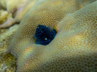 Bright Spirobranchus giganteus in a Red Sea coral reef
