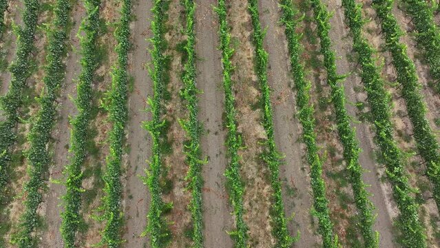 Aerial California vineyard mountain valley field descend. Mendocino county, California. Grape, wine farm regions along Navarro River. Mountains, hills, valley and farming. Redwood and pine forests.