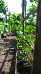 Cucumber plants (Cucumis sativus L.) are cultivated in gutters. Cucumber plants are cultivated with urban farming