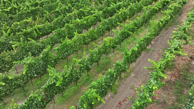 Aerial California vineyard mountain valley field 1. Mendocino county, California. Grape, wine farm regions along Navarro River. Mountains, hills, valley and farming. Redwood and pine forests.