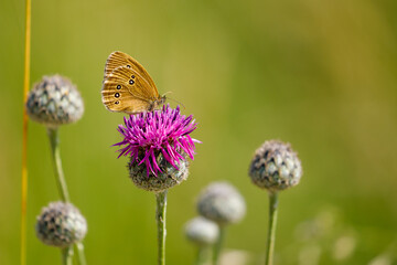 A beautiful butterfly of a pink flower