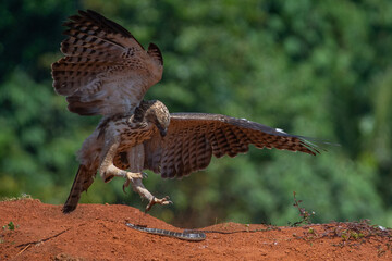 a light morph changeable hawk-eagle nisaetus cirrhatus  catching a snake on red soil, natural bokeh...