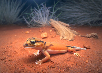 Close-up portrait of a wild Smooth Knob-tail gecko (Nephrurus laevissimus) from arid inland of Australia at night on a sand substrate and vegetation in background