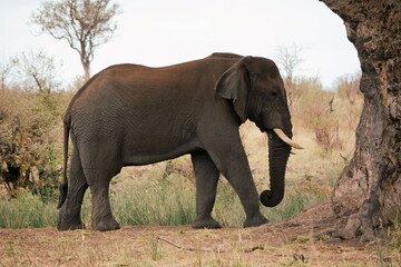 African Elephant walking to a tree in the Nation Kruger park. South Africa.