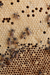 closeup of bees on honeycomb in apiary - selective focus, copy space