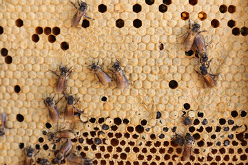 closeup of bees on honeycomb in apiary - selective focus, copy space