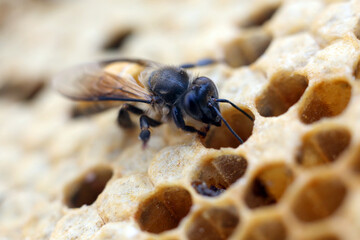 closeup of bees on honeycomb in apiary - selective focus, copy space