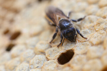 closeup of bees on honeycomb in apiary - selective focus, copy space