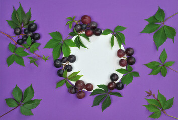  white round frame mockup decorated with fresh   grapes and green leaves on purple background .Top view ,flat lay. Healthy vitamin dessert concept. Free copy space.