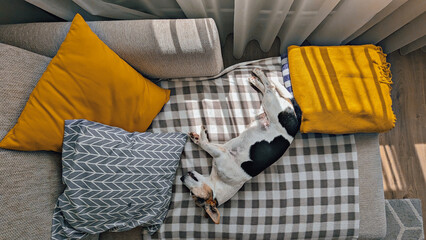 Jack Russell, senior dog, is napping on sofa with yellow pillows and plaid, overhead view. concept of autumn melancholy and cozy feelings at home