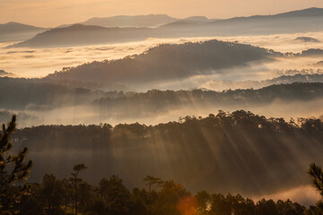 The rays of sunlight shine through the pine forest in the berry mist, creating beautiful rays