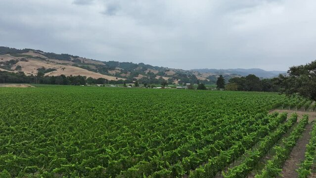 Aerial California vineyard mountain valley oak tree. Mendocino county, California. Grape, wine farm regions along Navarro River. Mountains, hills, valley and farming. Redwood and pine forests.