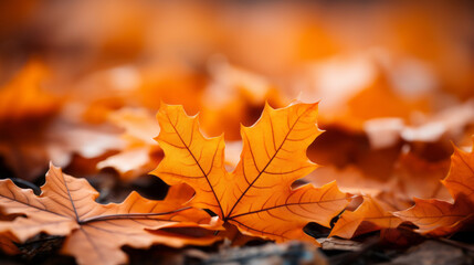 Naklejka na ściany i meble Orange fall leaves in park, natural background