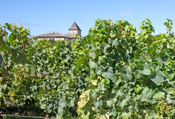 Fototapeta na wymiar French vineyard during summertime, selective focus