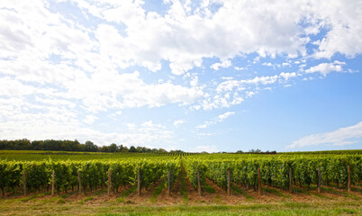 French vineyard during summertime, selective focus