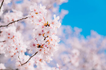 cherry blossoms
