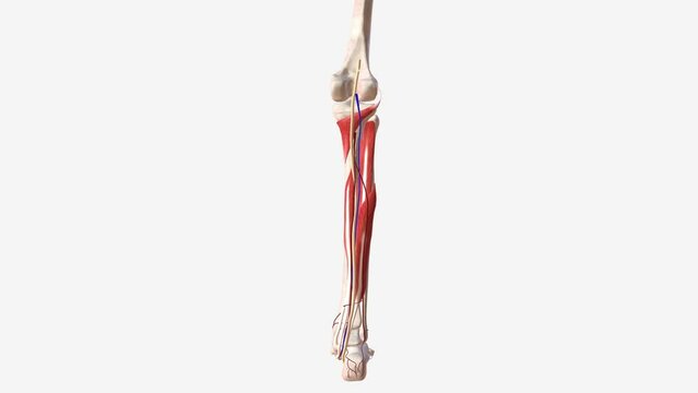 Muscle, nerve, ligament and vessel in the leg .