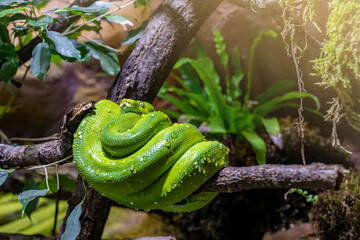The green tree python (Morelia viridis) is a species of snake in the family Pythonidae.  - 641180273