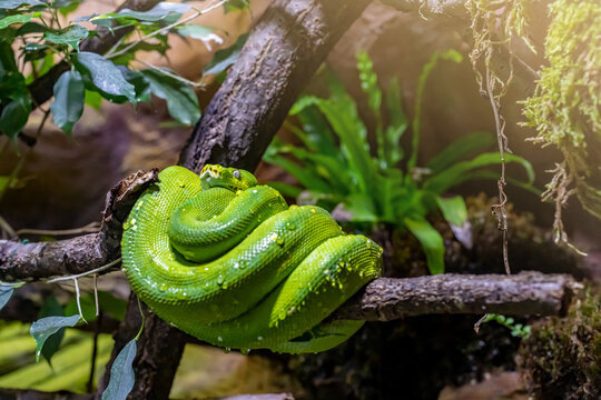 The green tree python (Morelia viridis) is a species of snake in the family Pythonidae. 