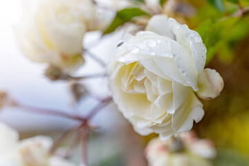 White rose bush close up. Blooming garden plant under sunlight. - 641180462