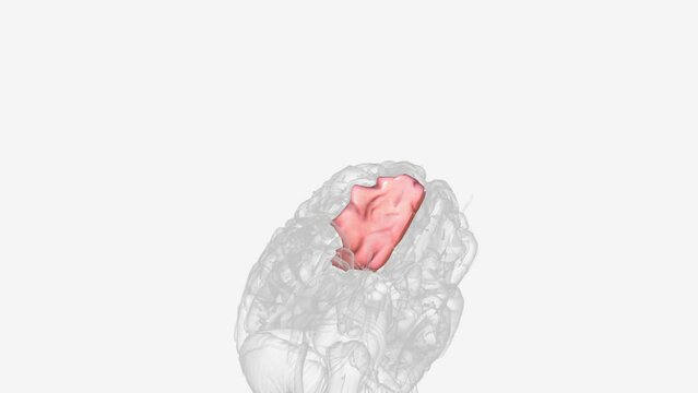 The posterior orbital gyrus receives inputs from the limbic regions .