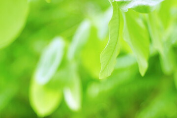 Blurred fresh green leaves in summer