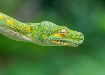 snake on a branch