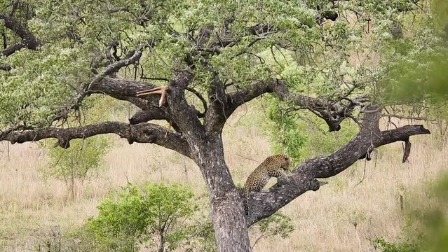 Leopard resting in a tree watching for his prey in Kruger National park, South Africa ; Specie Panthera pardus family of Felidae