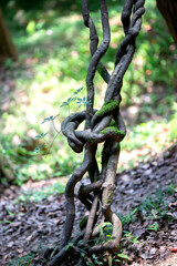 Natural tropical background. Curved and intertwined branches of creepers.