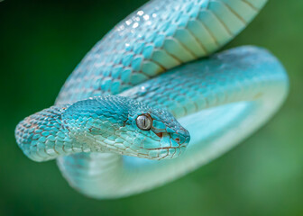 Fototapeta premium close up of a snake