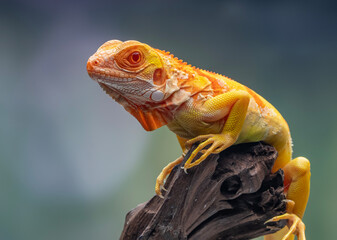 iguana on a tree