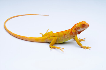 lizard on a white