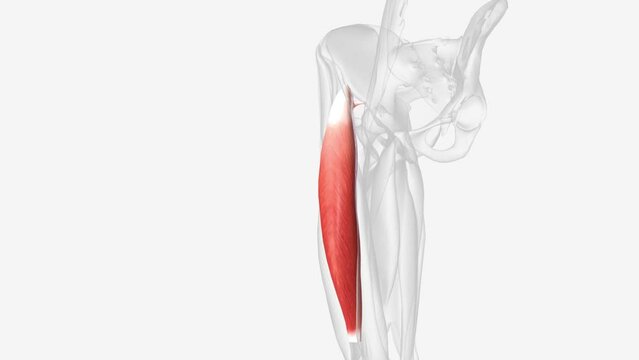 The rectus femoris is a long, fleshy muscle located in the anterior compartment of the thigh