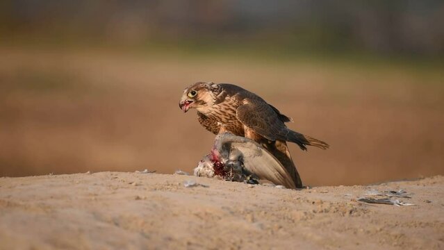 footage of shaheen falcon enjoying preyed rock dove 
