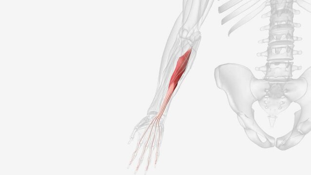 Flexor Digitorum Profundus Is A Muscle In The Forearm Of Humans That Flexes The Fingers