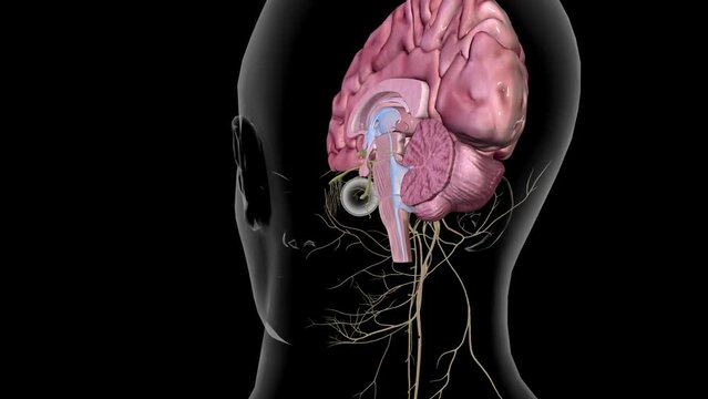 Nerve connections between the human brain and eye .