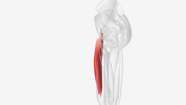 The rectus femoris is a long, fleshy muscle located in the anterior compartment of the thigh