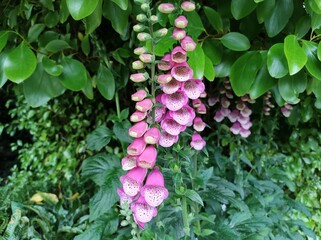 Digitalis 'Pink Panther'
