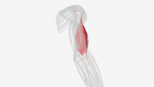 The brachialis (brachialis anticus), also known as the Teichmann muscle, is a muscle in the upper arm that flexes the elbow