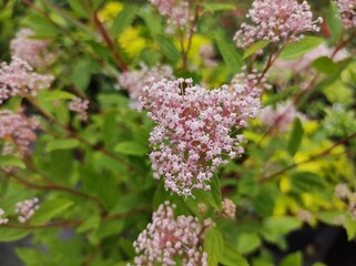 Ceanothus x pallidus 'Marie Simon'