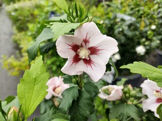 Hibiscus syriacus 'Hamabo'