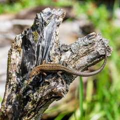 Natural closeup on an adult European live bearing lizard, Zootoca vivipare