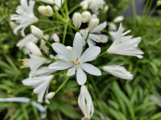 Agapanthus 'Kilmurry White'
