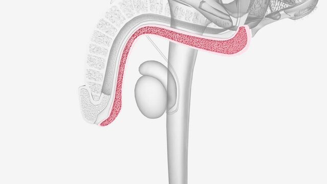 Corpus spongiosum of penis 3d medical