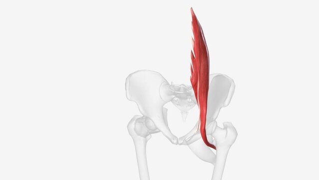 The psoas minor muscle origininates from the last thoracic vertebra and the first lumbar