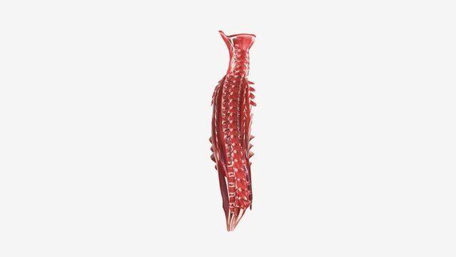 The upper back muscles are: Latissimus dorsi, Rhomboid muscles, Levator scapulae and the Trapezius