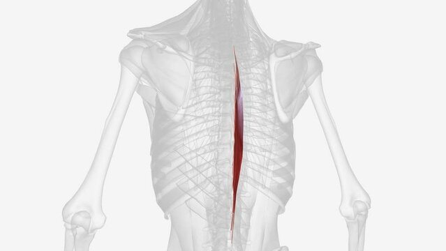 The spinalis is a portion of the erector spinae, a bundle of muscles and tendons, located nearest to the spine