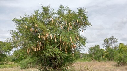 tree in the field